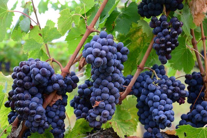 Verona area: Wine Tasting Experience in Valpolicella - Key highlights worth planning for