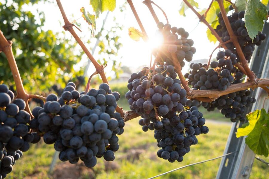 Verona: Horseback Riding and Wine Tasting Experience - Practical Tips Before You Go