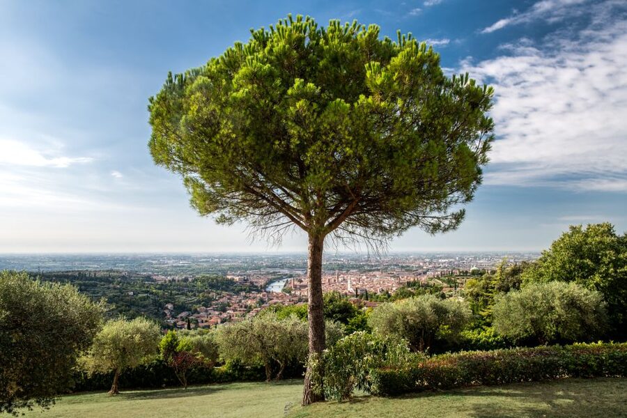 Verona: Wine Tasting with Snacks and Panoramic Views - The tasting on the panoramic terrace (about 60 minutes): 5 wines and a paired board