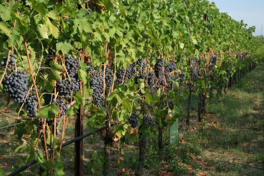 Verona: Wine Tasting with Snacks and Panoramic Views - Value and budget: is $53 really fair?
