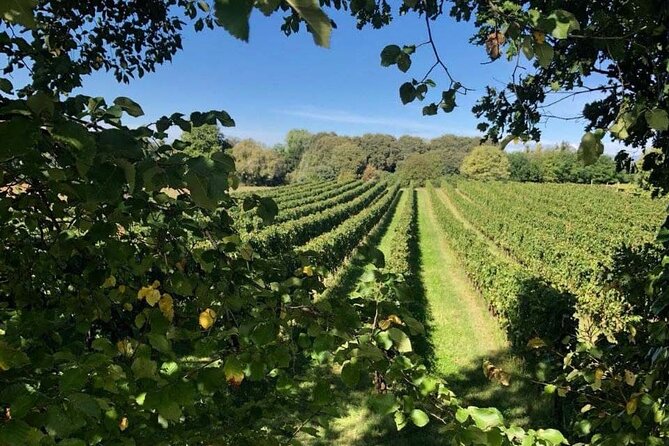 Vineyard tour and tasting of 6 Garda Wines with Giovanna Tantini - Lake Garda and Castelnuovo del Garda stops: why the setting matters