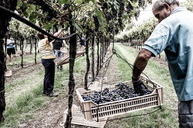 Vineyard Tour with Light Lunch in Valpolicella - Light lunch at a winery: local cured meats, cheeses, focaccia, dessert