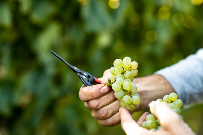 Visit and wine tasting at Tenuta La Cà - From Bardolino to the vines: what the visit feels like