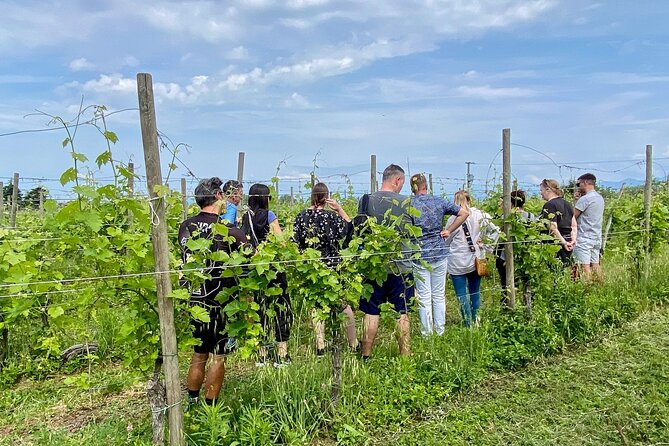 Wine Tasting and Tour of Lugana Wines in Sirmione - Key things to know before you go